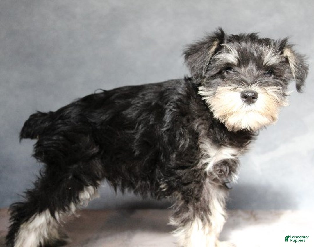Miniature Schnauzer dogs for sale: Tristen - Ad 4