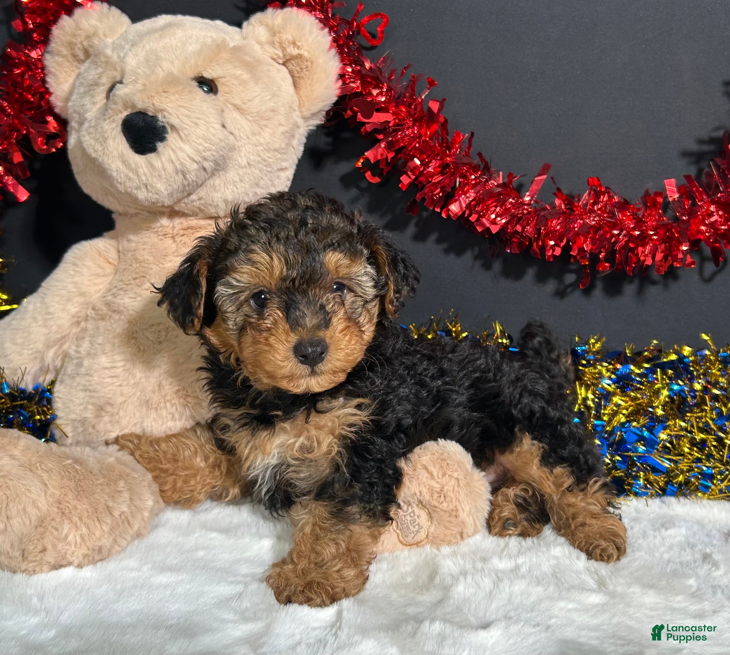 Yorkiepoo dogs Bandit - Ad 10