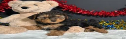 Yorkiepoo dogs for sale: Bandit - Ad 1