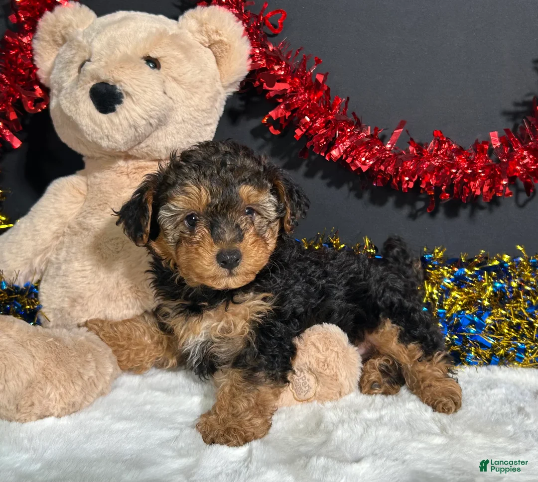 Yorkiepoo dogs for sale: Bandit - Ad 1