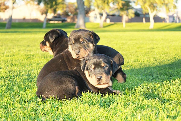 Rottweiler dogs Rottweiler Male 2 - Ad 3