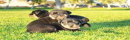 Rottweiler dogs for sale: Rottweiler Male 2 - Ad 1