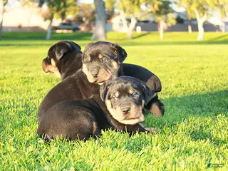 Rottweiler dogs Rottweiler Male 2 - Ad 3