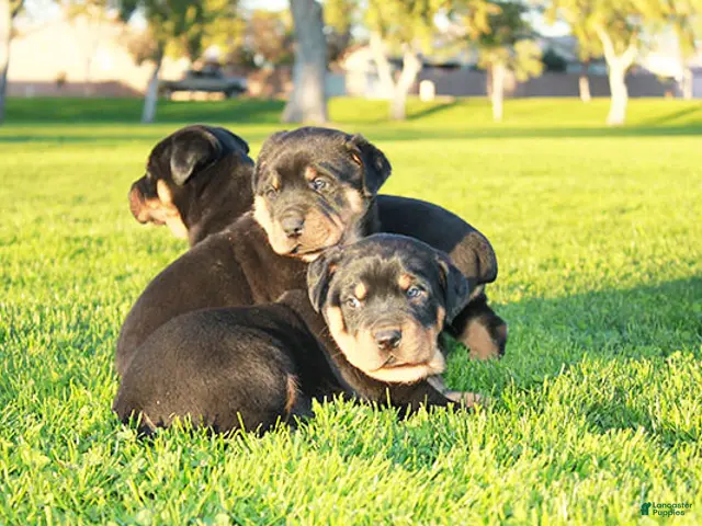 Rottweiler dogs Rottweiler Male 2 - Ad 30