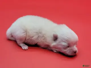 Pomeranian dogs Pomeranian Puppy 1 - Ad 3