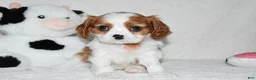 Cavalier King Charles Spaniel dogs for sale: Upton  - Ad 9
