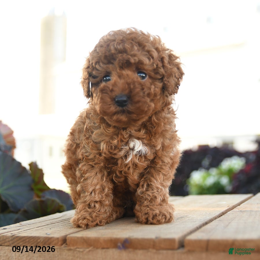 Toy Poodle dogs for sale: Charlemagne - Ad 1