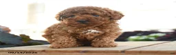 Toy Poodle dogs for sale: Charlemagne - Ad 1
