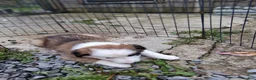 Border Collie dogs for sale: BANE - Ad 8