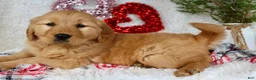 Golden Retriever dogs for sale: Barney - Ad 2