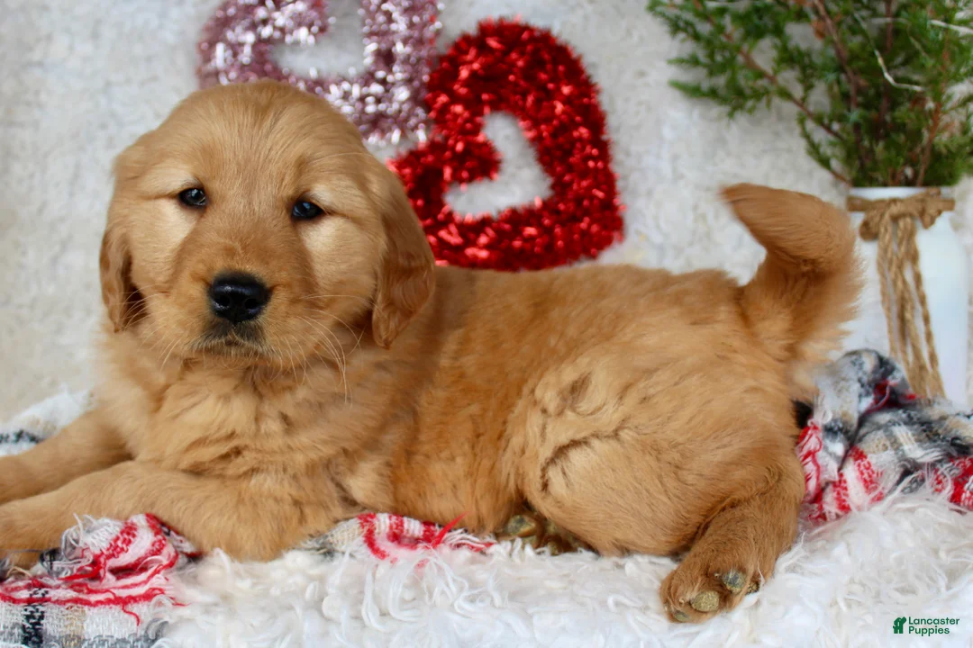 Golden Retriever dogs for sale: Barney - Ad 2