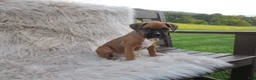 Boxer dogs for sale: Ryker - Ad 8