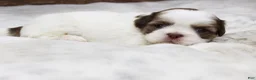 Shih Tzu dogs for sale: Lilly - Ad 2