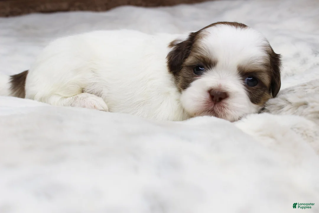 Shih Tzu dogs for sale: Lilly - Ad 2
