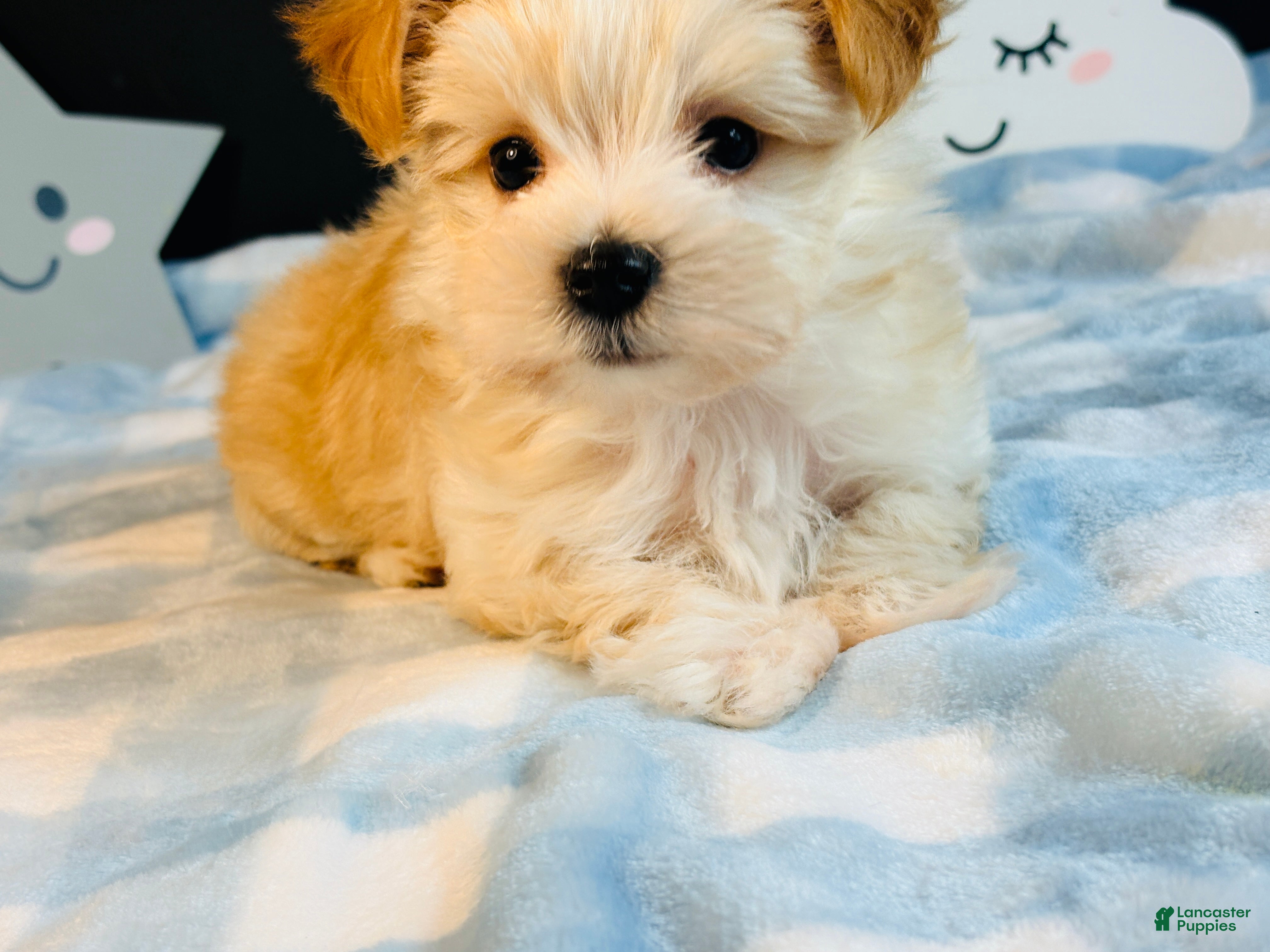 Morkie dogs Morkie 2 - Ad 2