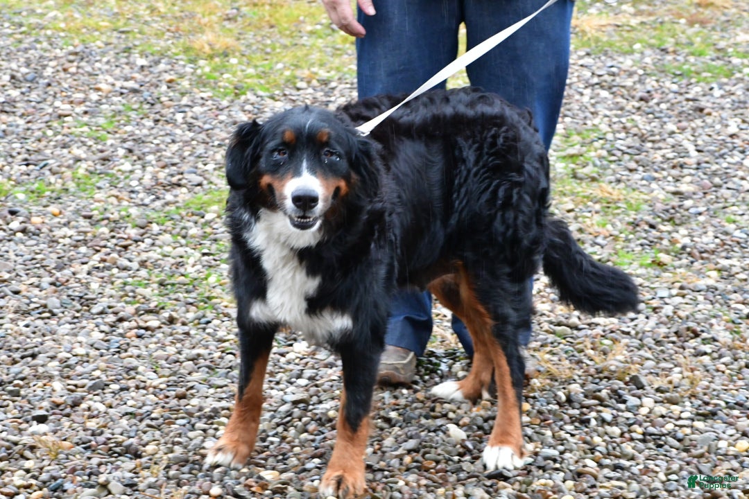 Mini Bernedoodle dogs for sale: Duke - Ad 10