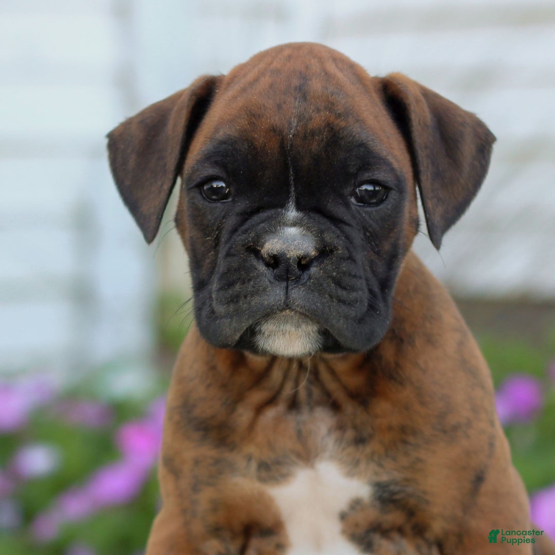 Boxer dogs for sale: Denver  - Ad 1