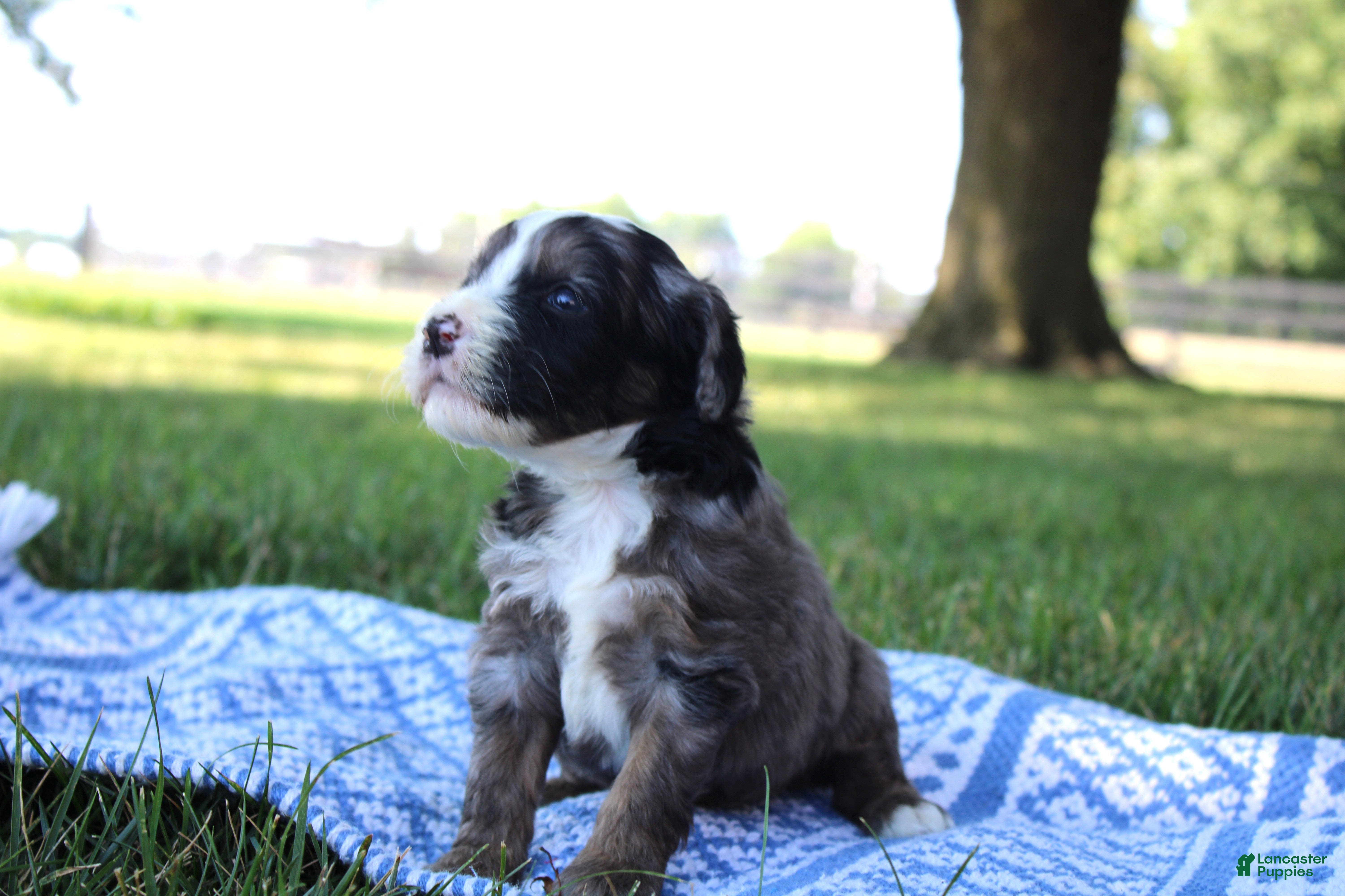 Mini Goldendoodle dogs Vino - Ad 2