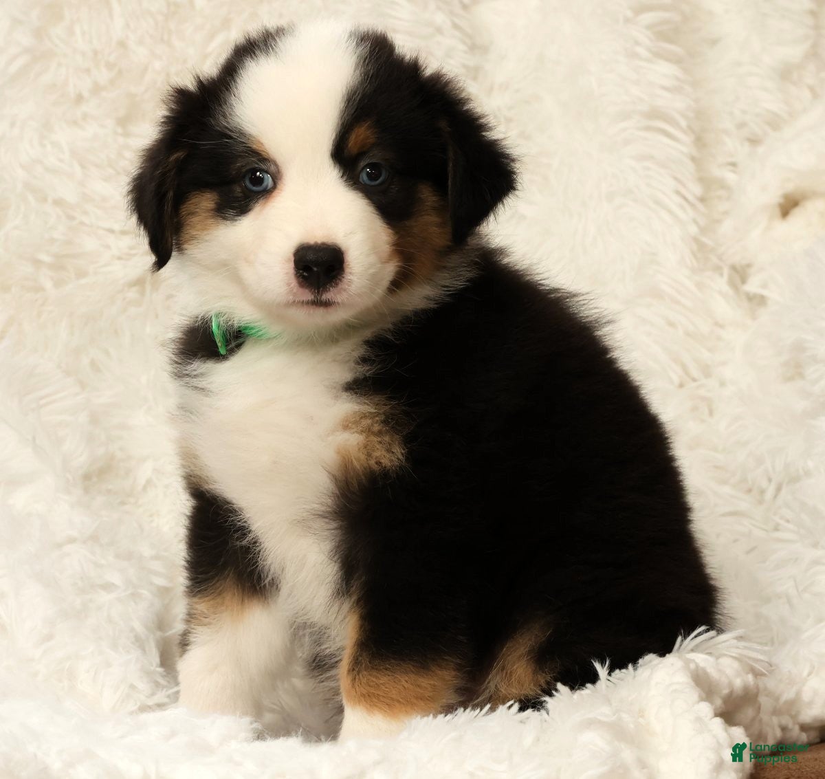 Australian Shepherd dogs Sadie - Ad 2