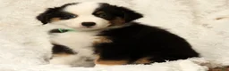 Australian Shepherd dogs for sale: Sadie - Ad 2