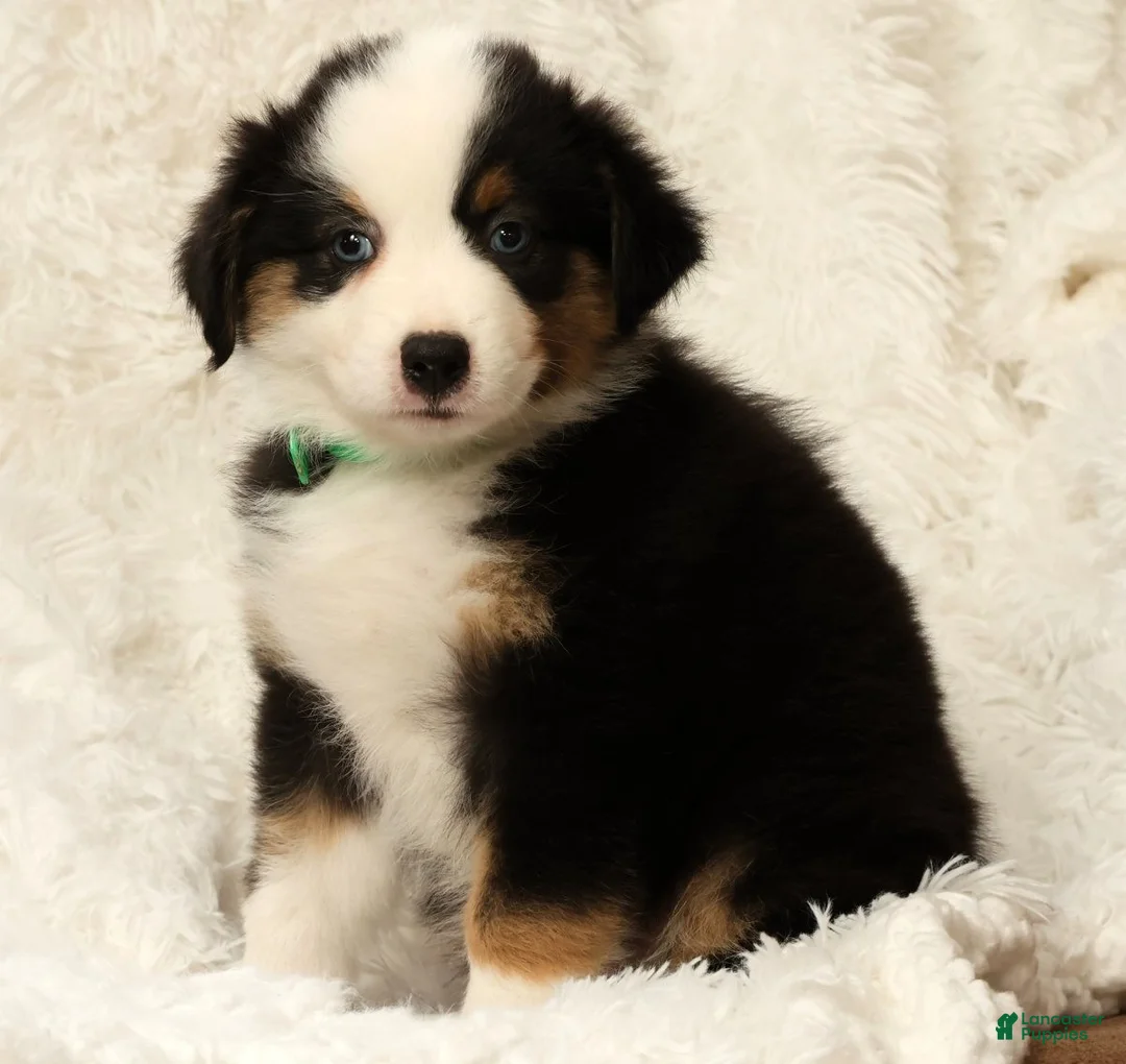 Australian Shepherd dogs for sale: Sadie - Ad 2