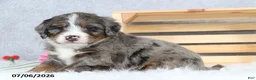Mini Bernedoodle dogs for sale: Captain - Ad 6