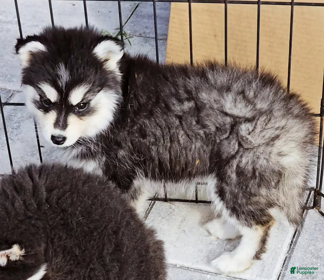 Pomsky dogs for sale: Ally - Ad 5