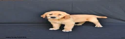 Golden Retriever dogs for sale: Jupiter - Ad 3