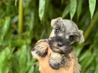 Miniature Schnauzer dogs Miniature Schnauzer 1 - Ad 39