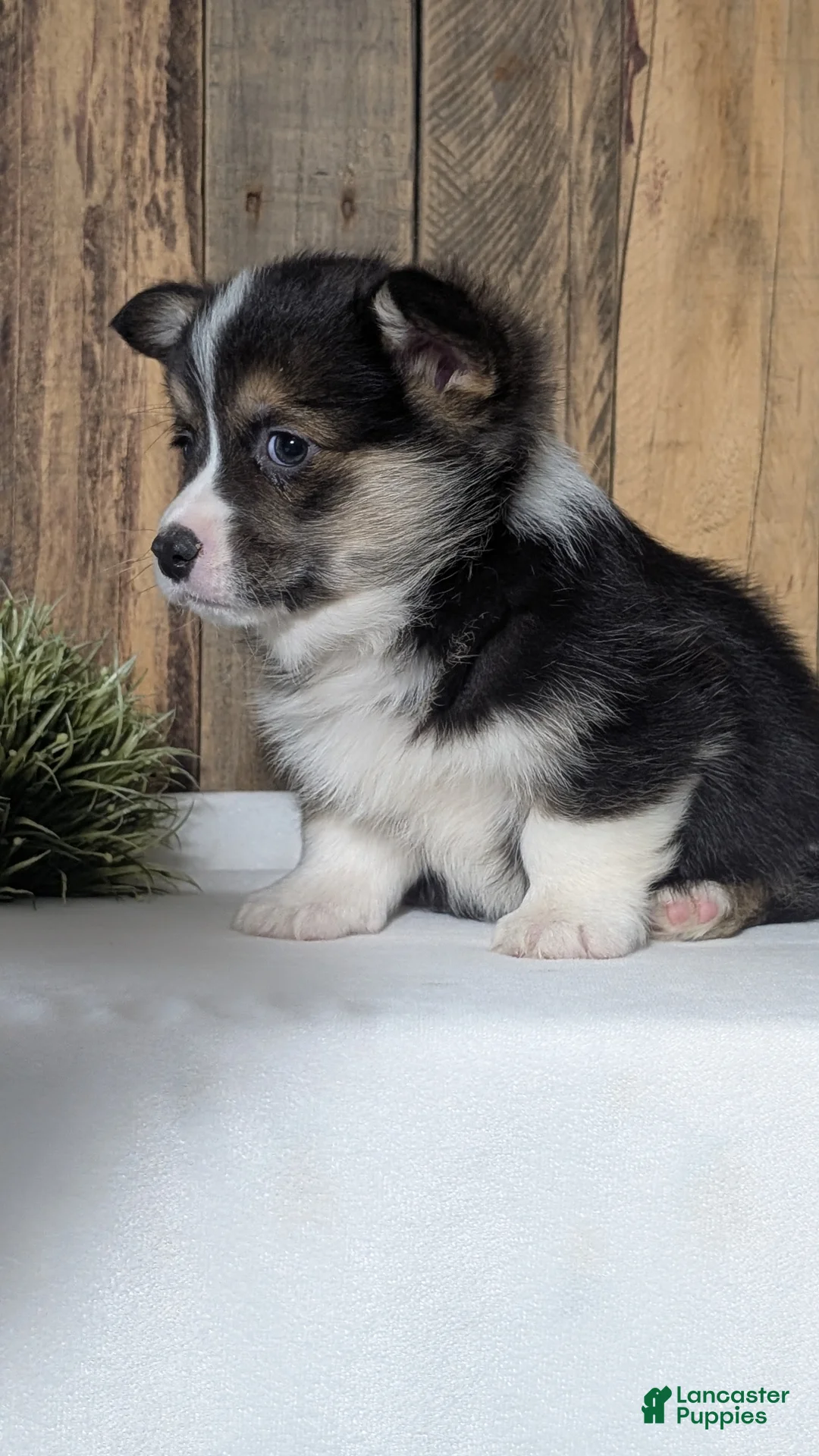 Welsh Corgi Pembroke dogs for sale: Nash - Ad 6
