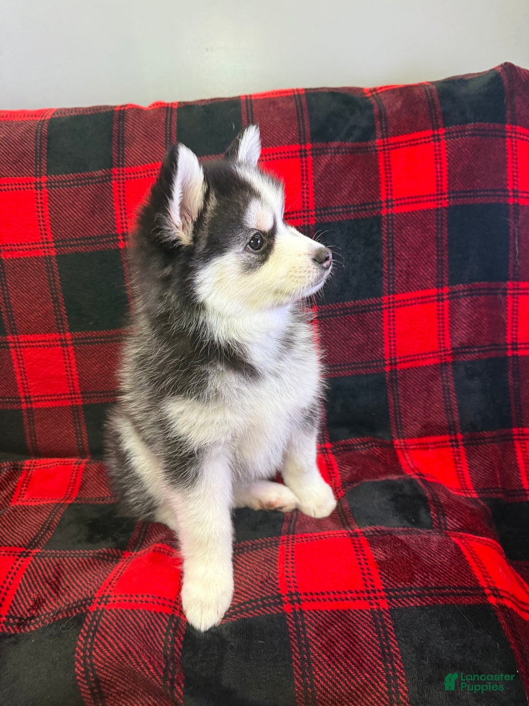 Pomsky dogs for sale: Tiny - Ad 3