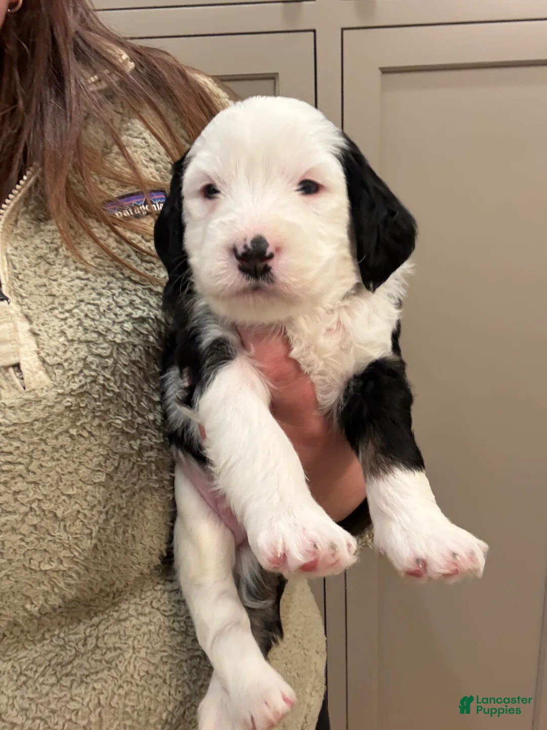 Mini Bernedoodle dogs for sale: Merritt - Ad 1