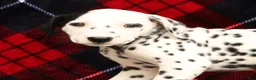 Dalmatian dogs for sale: Bella - Ad 9