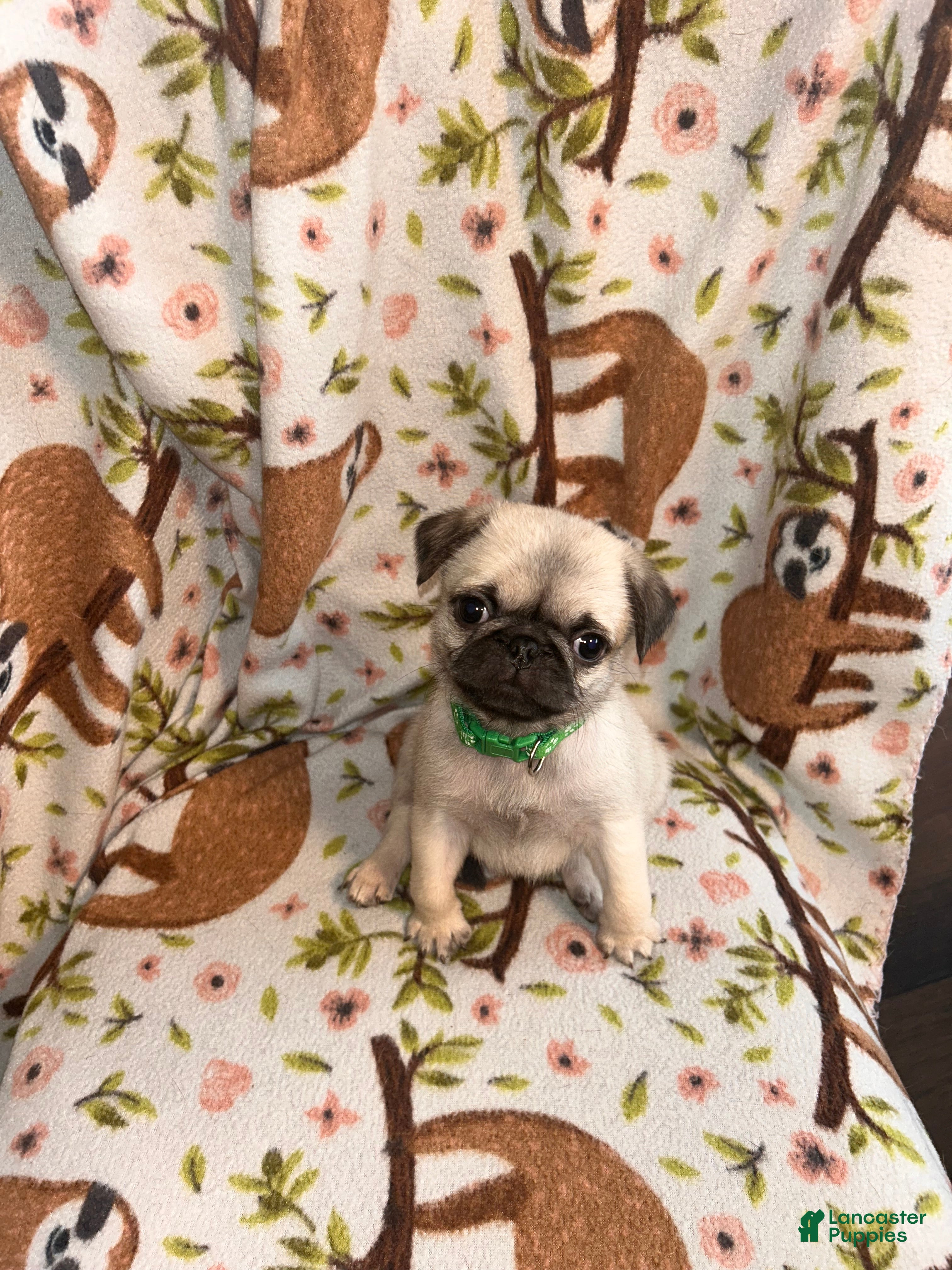 Pug dogs Ranger  - Ad 30