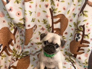 Pug dogs Ranger - Ad 30