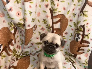 Pug dogs Ranger - Ad 29