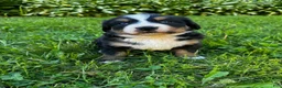 Bernese Mountain Dog dogs for sale: Annie - Ad 7