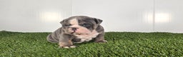 Olde English Bulldogge dogs for sale: Rocco  - Ad 1