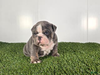 Olde English Bulldogge dogs Rocco - Ad 22