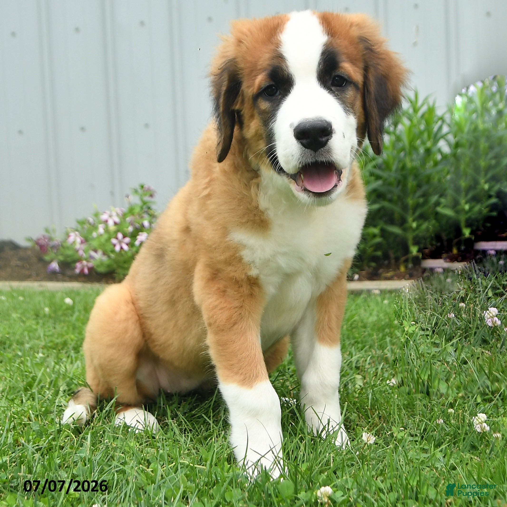 Mixed Breed dogs Kira - Ad 1