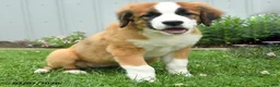 Mixed Breed dogs for sale: Kira - Ad 1