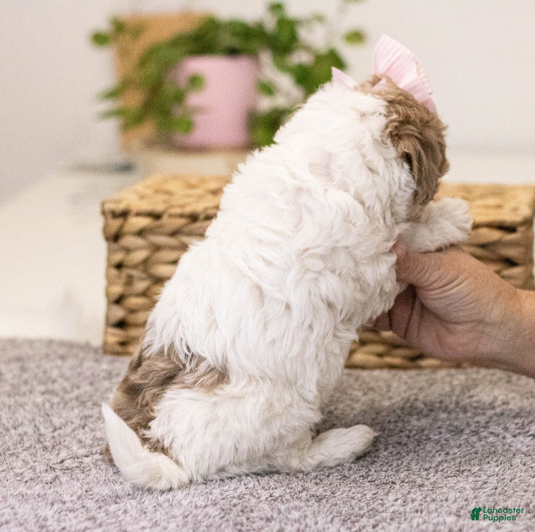 Mini Aussiedoodle dogs for sale: Mabel-petite size - Ad 9