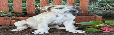 Pablo Great Dane 