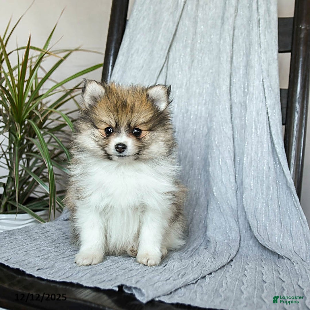 Pomeranian dogs for sale: Felix - Ad 4
