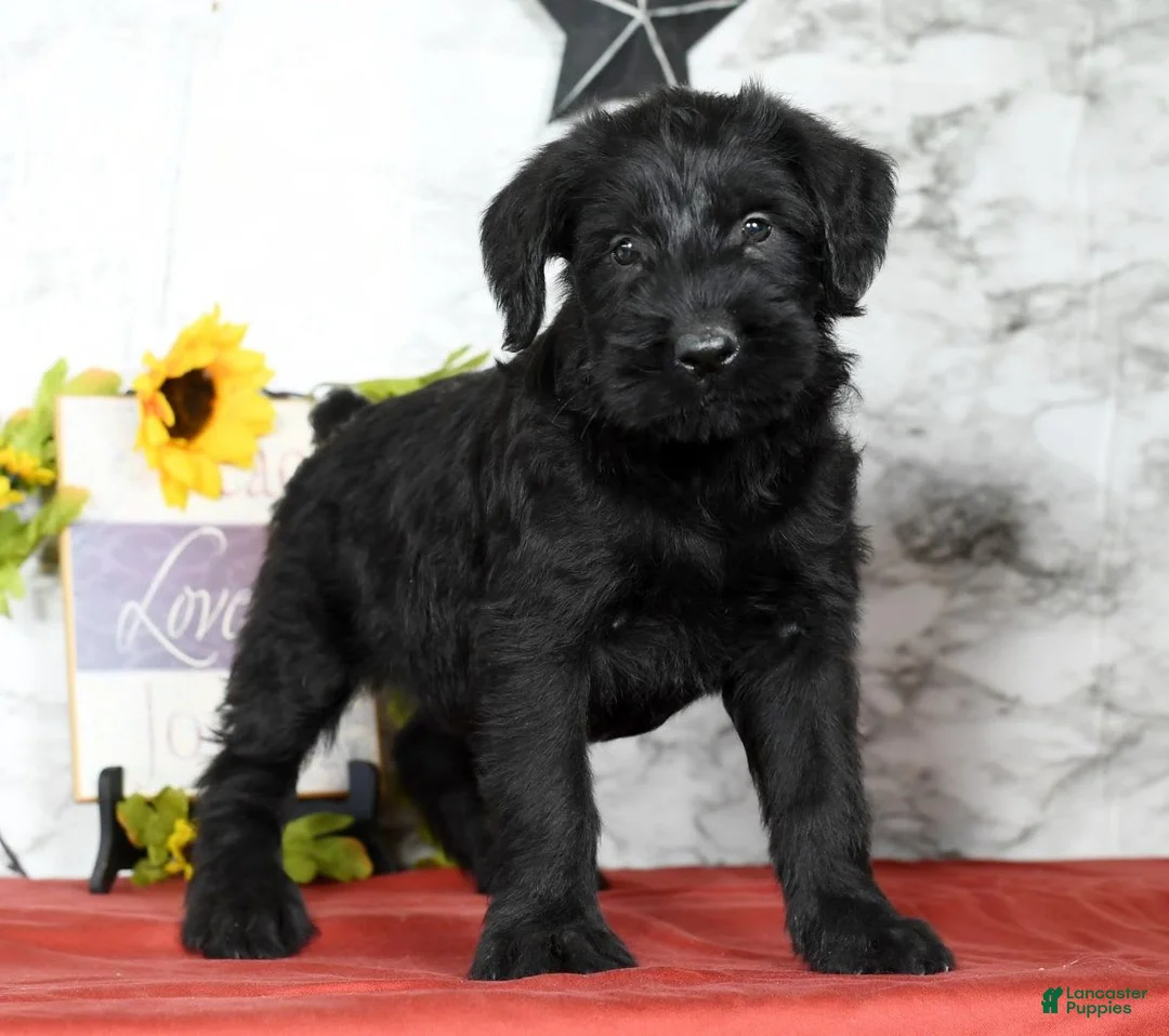 Gallery Image {{count}}