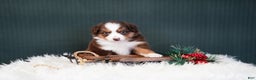 Miniature Australian Shepherd dogs for sale: Daisy - Ad 3