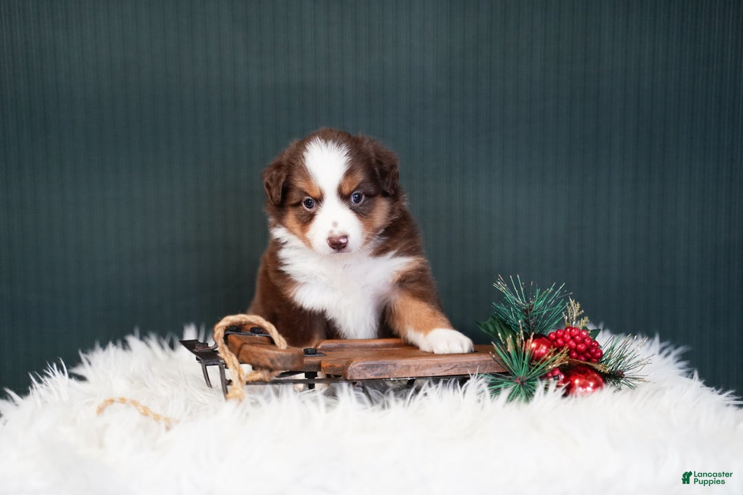 Miniature Australian Shepherd dogs for sale: Daisy - Ad 3