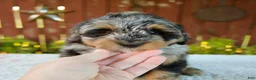 Mini Bernedoodle dogs for sale: Nicki - Ad 6