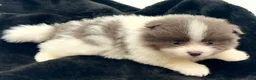 Pomeranian dogs for sale: AKC Frank - Ad 4