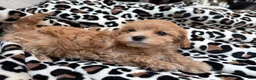 Maltipoo dogs for sale: Cookie  - Ad 1